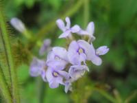 Calopogonium mucunoides