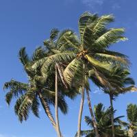 Cocos nucifera