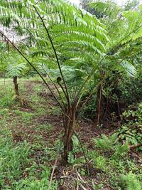 Cyathea lunulata
