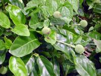 Neonauclea forsteri