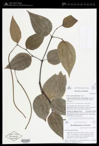 Piper austrocaledonicum
