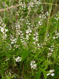 Polygala paniculata