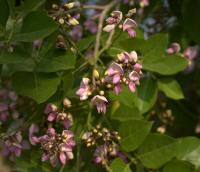Millettia pinnata (= Pongamia pinnata )